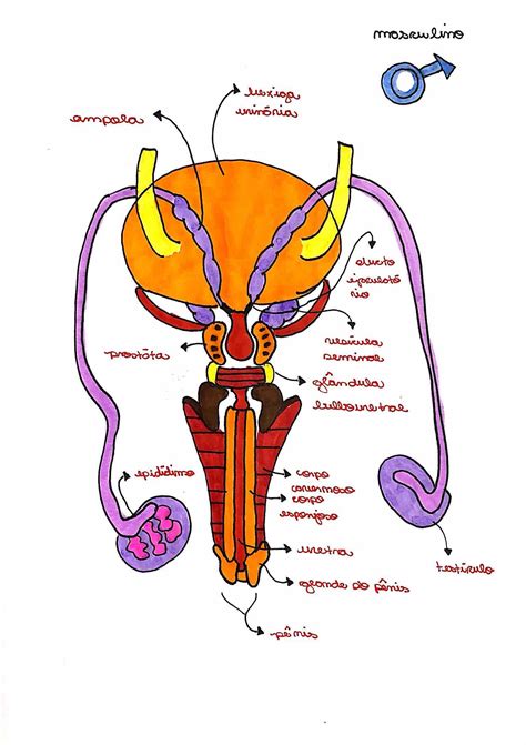 Pênis - anatomia - Sistema Reprodutor
