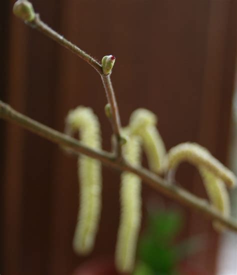 Bee Trees – Hazel (Corylus avellana) | Beespoke Info
