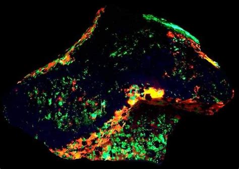 Fluorescent-Minerals