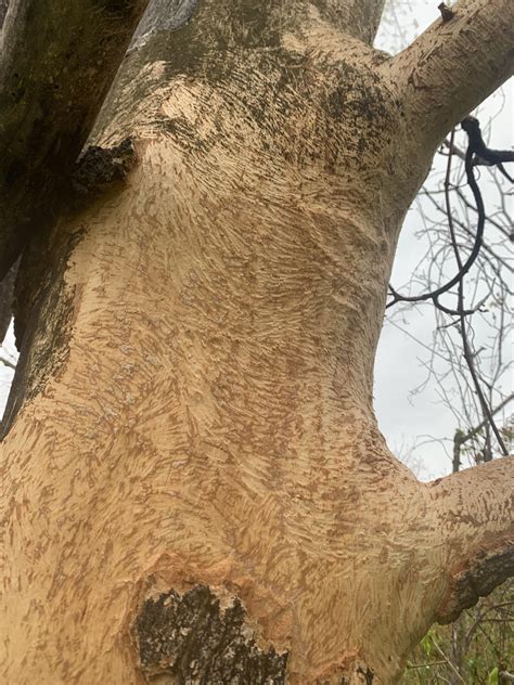 Porcupine Tree Damage : r/gardening
