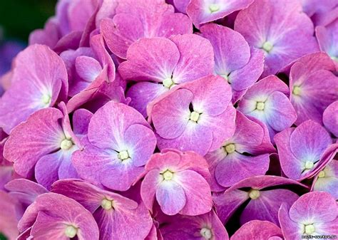 Гортензия фото цветов » DreemPics.com - картинки и рисунки на рабочий ...