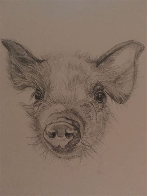 piglet easy drawing 3