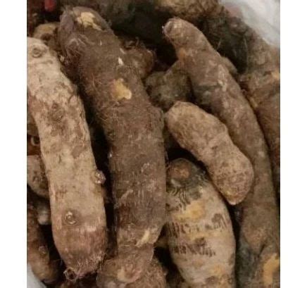 ubi keladi tawi  kg lazada