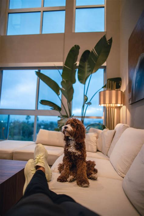 How to Stop your Puppy Jumping on the Sofa - Zigzag