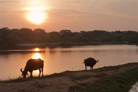 Habitat of the Wild Water Buffalo