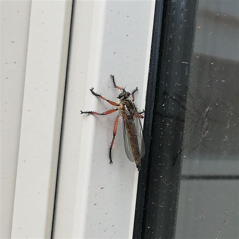I've never seen a bigger mosquito (?) in my entire life (NSW, Australia