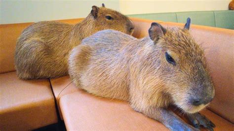 Newly Opened Capybara Cafe in Japan Tokyo 😍 Cafe Capyba - YouTube