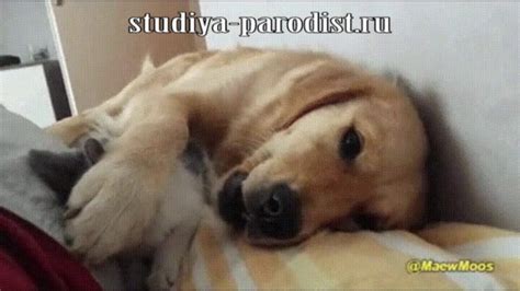 Игривый котик (прикол) - YouTube