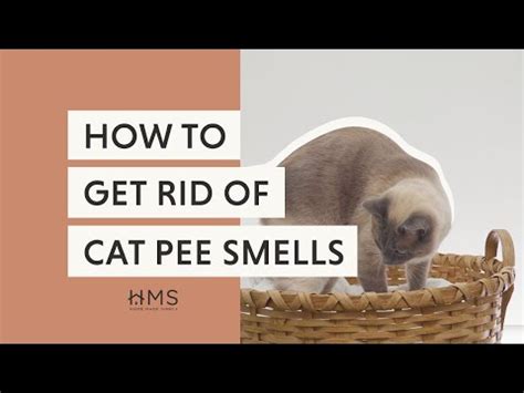 How to Get Rid of Cat Pee Smell: A Guide