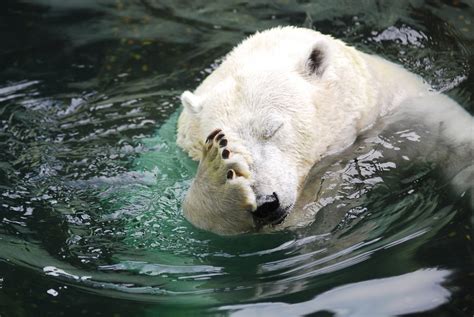 Polar bear facepalm - Really funny pictures collection on picshag.com