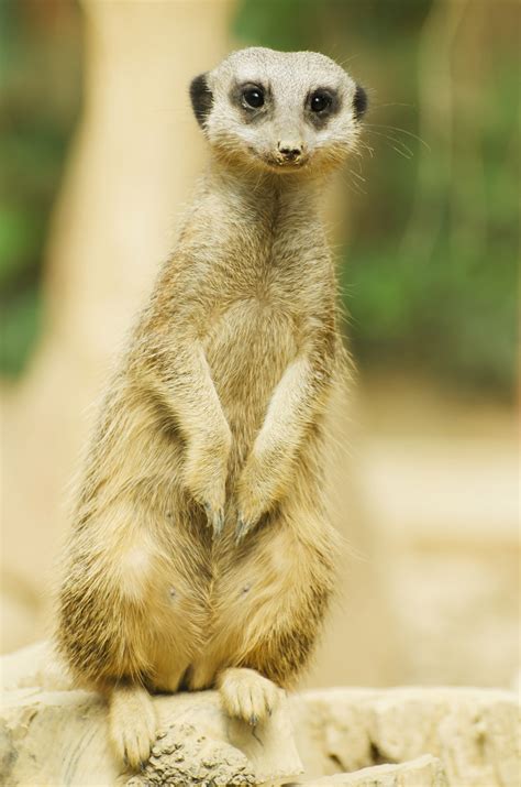 Suricate ou Meerkat sentado Foto stock gratuita - Public Domain Pictures