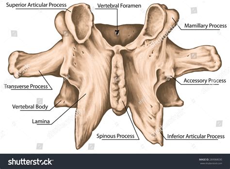 Second Lumbar Vertebra Lumbar Vertebrae Lumbar Stock Illustration ...