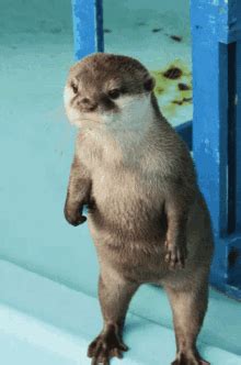 Otter Angry Otter GIF - Otter Angry Otter Angry - Discover & Share GIFs