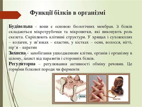 білки - презентація з біології