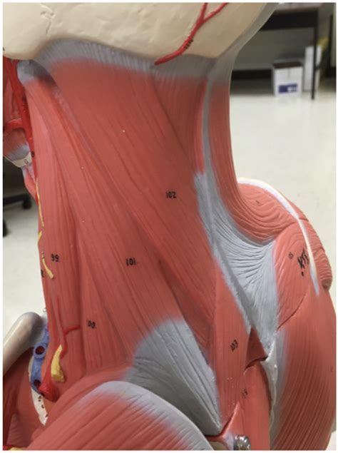 posterior lateral left neck diagram quizlet
