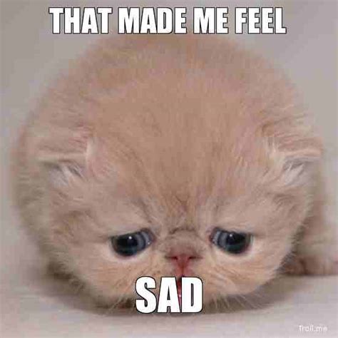 50+ Sad Cat Memes We All Can Relate to in Daily Life