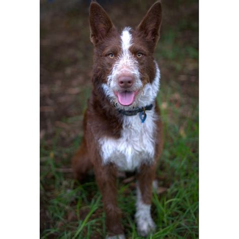 marco large male australian cattle dog  irish wolfhound mix dog  nsw petrescue