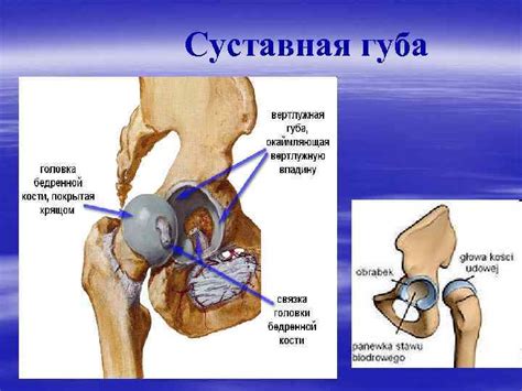 Соединение костей общая характеристика классификация Особенности ...