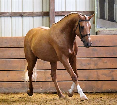 Successful breeding show hunter, Young Horse Breeding Championship