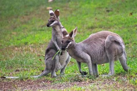 Macropus parryi | Animals Interesting Facts & Latest Pictures | Animals Lover