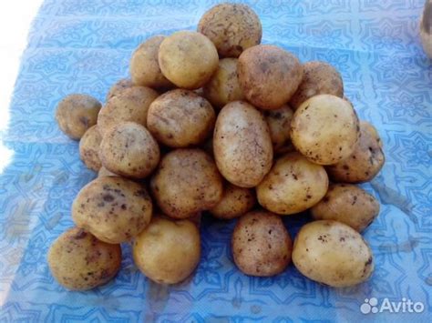 Домашний картофель синеглазка купить в Санкт-Петербурге | Товары для ...