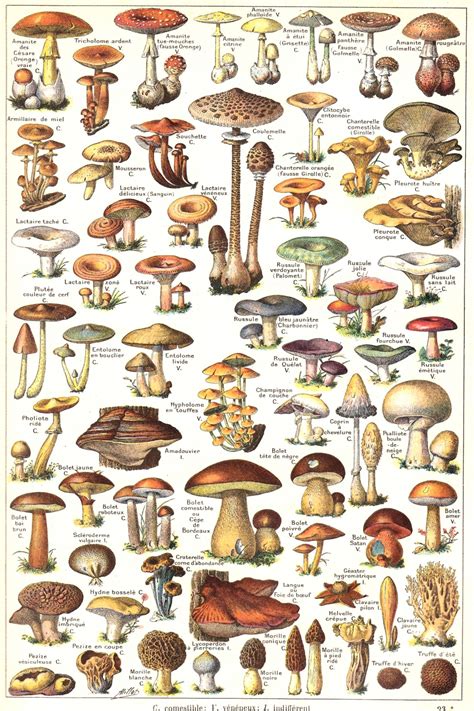 mushrooms mushroom autumn vintage  stock photo public domain pictures