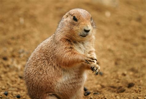 Yun Free Stock Photos : No. 998 Prairie dog [Japan / Shizuoka Prefecture]