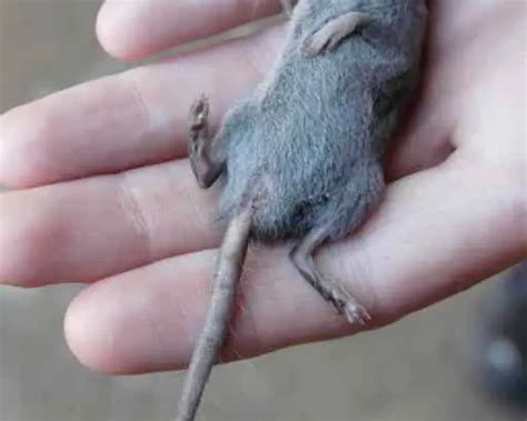 Greater dwarf shrew - Facts, Diet, Habitat & Pictures on Animalia.bio