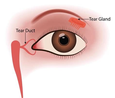 anatomy   eye showing tear duct  tear gland illustration