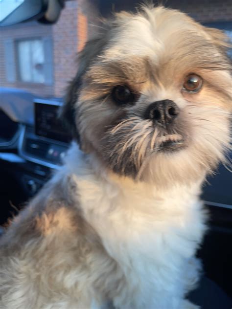Best Lhasa Apso Posts - Reddit