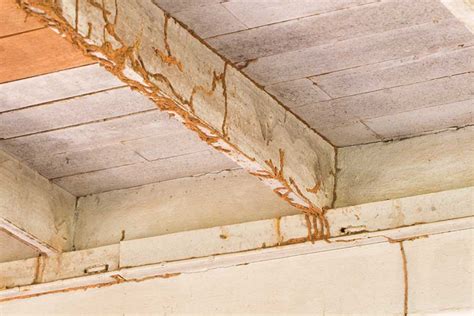 How Do You Fix Termite Damage? - Florida Pest Control