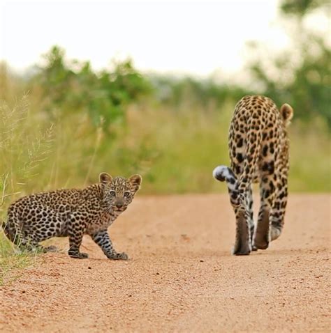 Latest - UPDATE on the Leopard mom and cub from this morning Over the