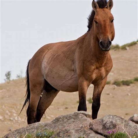 Are takhi horses endangered? - DIY Seattle