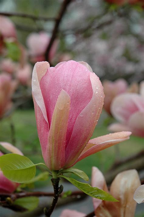 Weston Nurseries - Coral Lake Magnolia