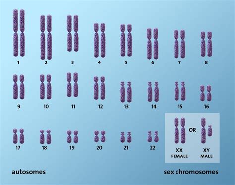 pairs  chromosomes  present  human beings