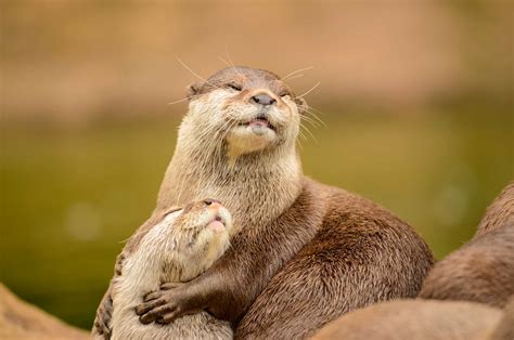 Otter - ZahidGillies