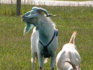 Goat reproduction puberty and sexual maturity