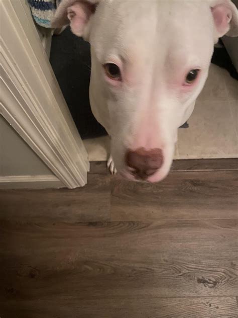 12 Pit Bull Myths : r/PitbullAwareness