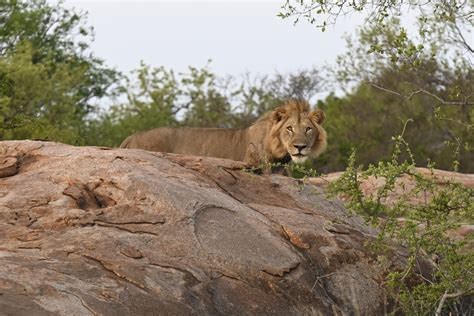 Big Cape Buff Outside Kruger National Park - Safari Club