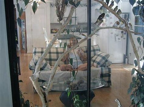 Gouldian Finches - North Carolina