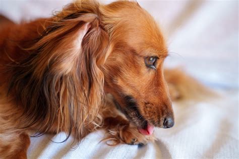 How to Spot, Treat, and Prevent Hot Spots in Pets - Elon Oaks ...