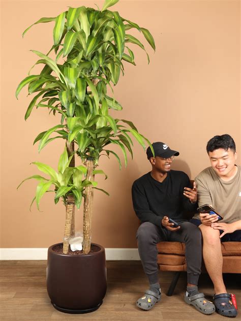 Mass Cane Plant Mass Cane | A Plant By @lannie On Greg