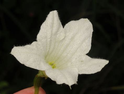 Coccinia grandis (L.) Voigt | Plants of the World Online | Kew Science