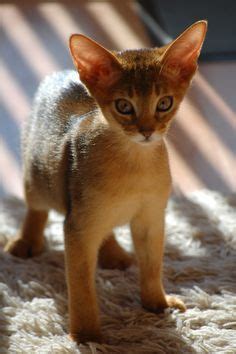 Идеи на тему «Abyssinian cat» (35) | абиссинская кошка, кошки, животные