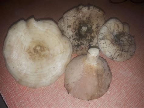 Груздь осиновый (Груздь Тополевый) (Lactarius controversus) фото и описание