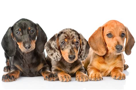 Dachshund Color Puppies