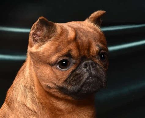 Brussels Griffon | The ‘Almost Human Expression’ – Top Notch Toys