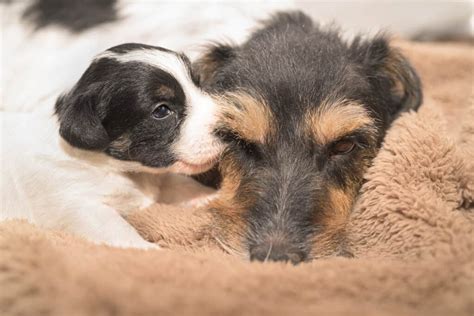 Jack Russell Pregnancy: Gestation Period, Weekly Milestones, and Care ...