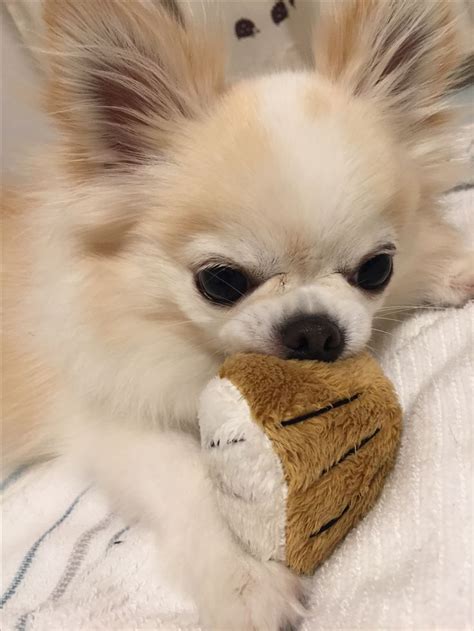 ボード「Chihuahua Cuties」のピン | 可愛すぎる動物, チワワ, 可愛い犬