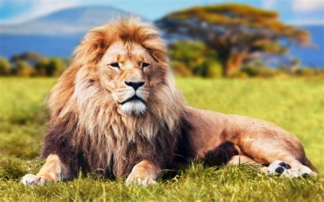 imagenes  fotos de leones en hd